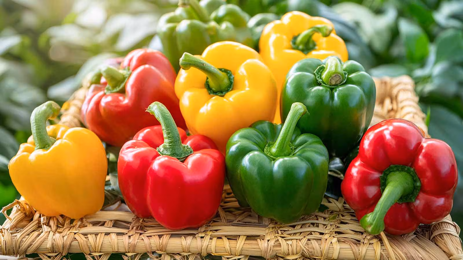 Yellow Peppers
