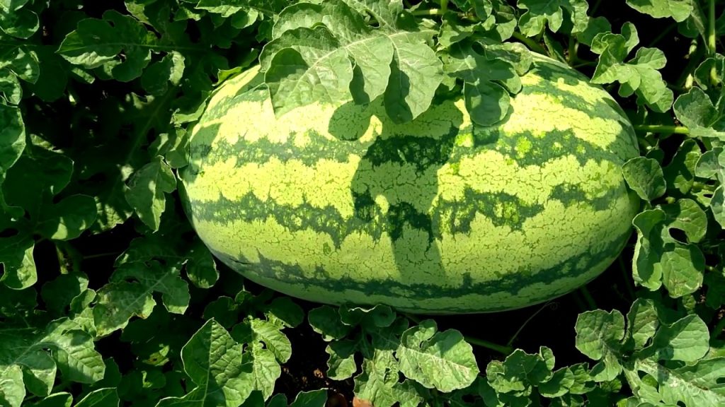 Seeded Watermelons