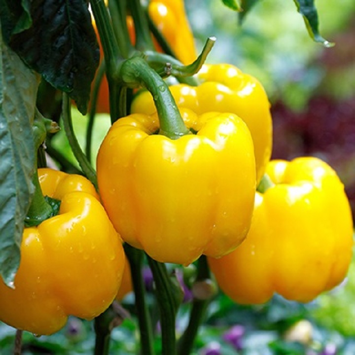 yellow peppers