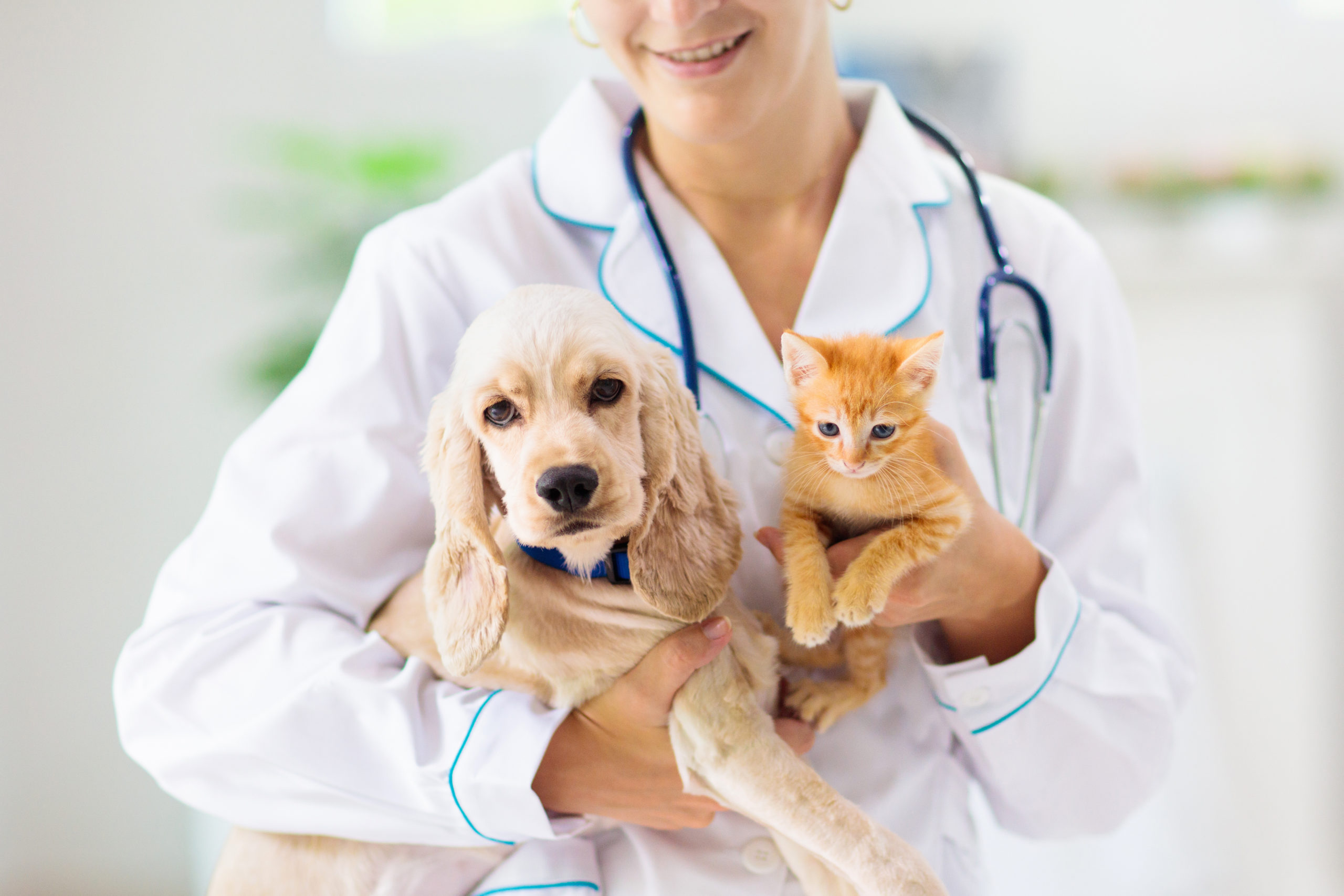 Dog and Cat Veterinary Care